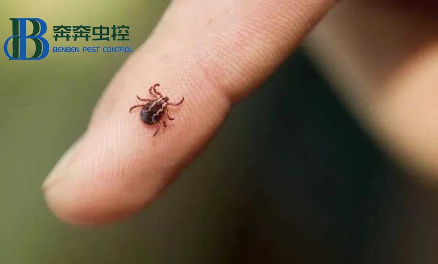 夏天露營(yíng)，昆蟲(chóng)進(jìn)入高發(fā)期，奔奔蟲(chóng)控教你如何防護(hù)