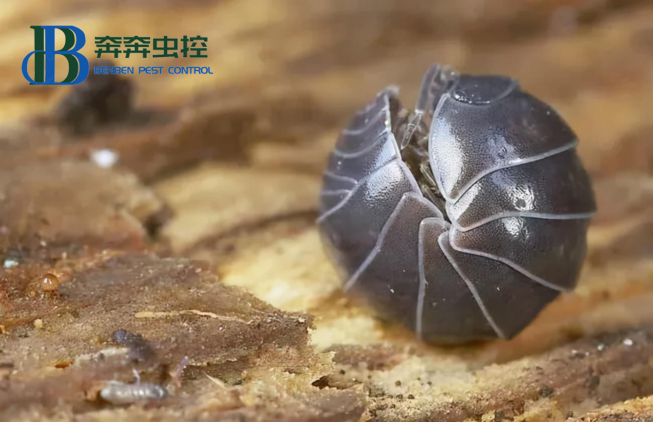 臥室里的潮蟲(chóng)都藏在哪里？