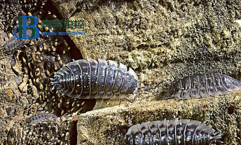 最有效的治潮蟲(chóng)的辦法有哪些？如何預(yù)防？