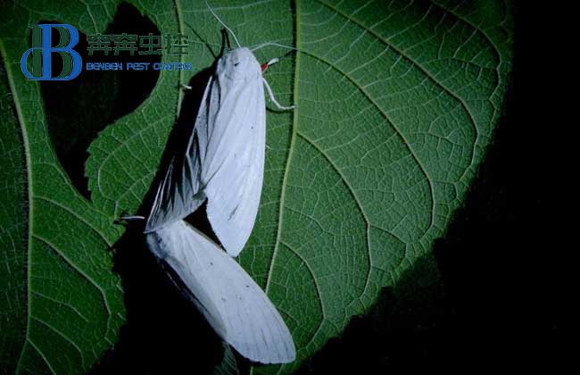 飛蛾為什么要撲火？飛蛾為什么喜歡光？