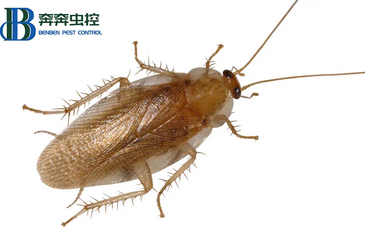 教你家庭消滅蟑螂的方法！