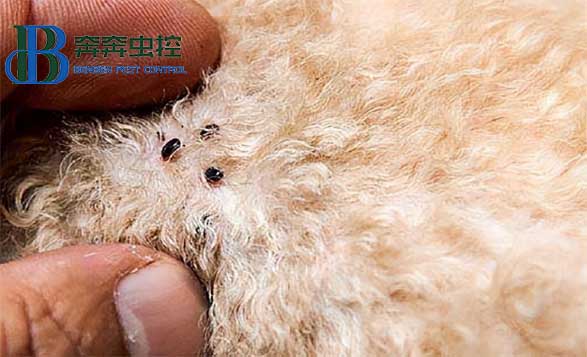 現(xiàn)家中有跳蚤，只需這樣做!