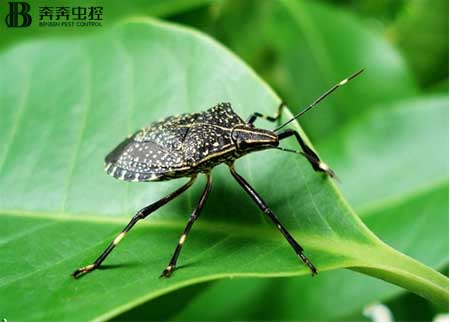 消滅臭蟲，簡單又有效！