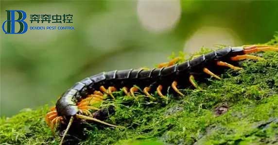 家里為何會(huì)出現(xiàn)蜈蚣？