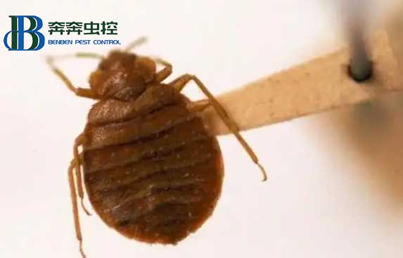 室內(nèi)突然有了臭蟲(chóng)，它是從哪兒來(lái)的？