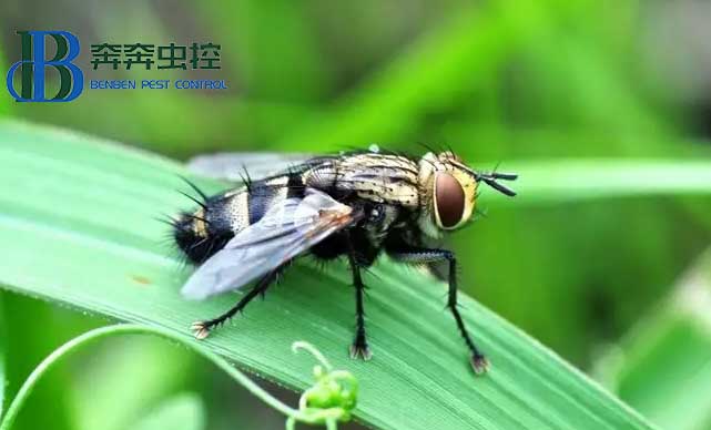 蒼蠅太多，別慌??！教你如何滅蒼蠅