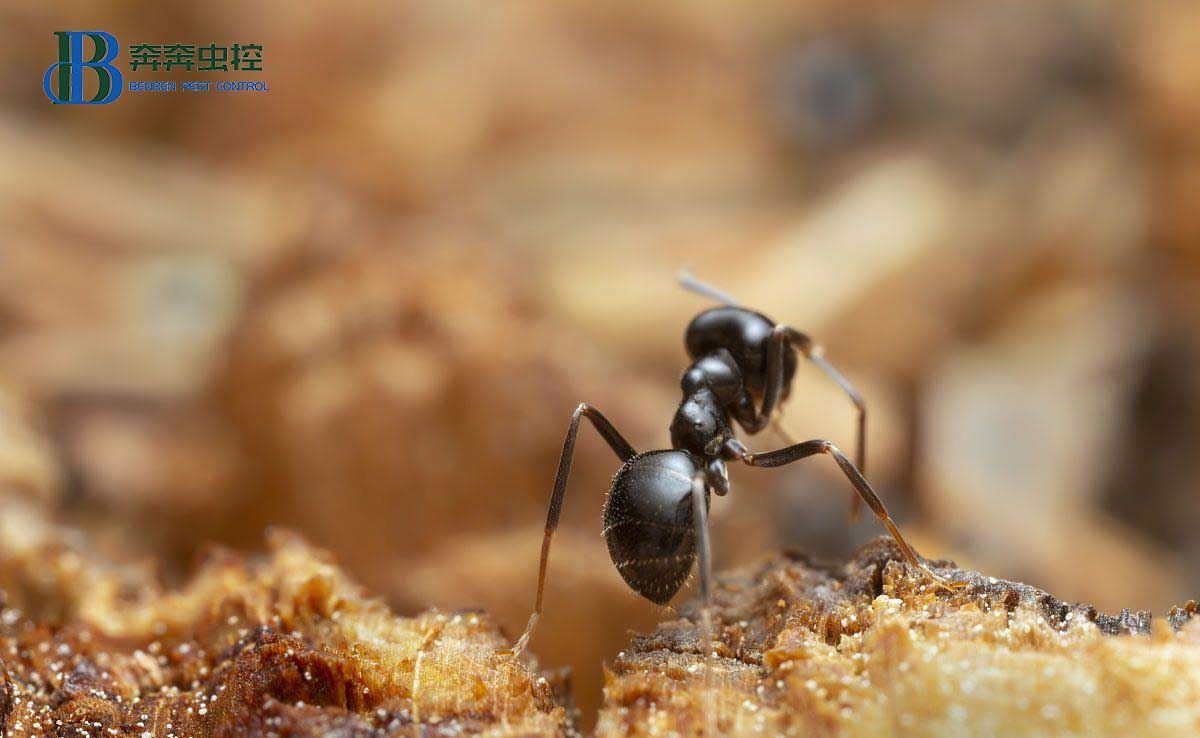  螞蟻為什么只對(duì)你家情有獨(dú)鐘？