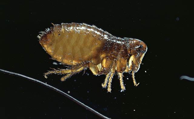 過(guò)敏性人群被跳蚤咬了的危害?