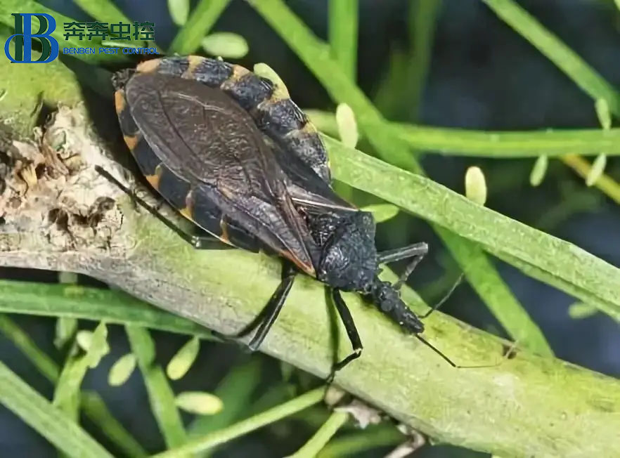 錐蝽和臭蟲(chóng)的區(qū)別 怎樣防錐蝽？