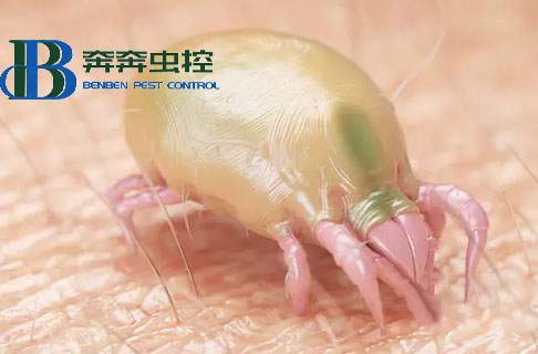 床上螨蟲(chóng)多了是什么表現(xiàn)？