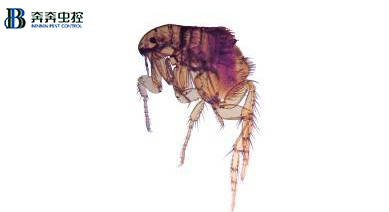 如何簡(jiǎn)單輕松地殺滅跳蚤