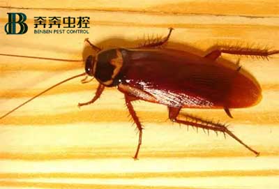 家里發(fā)現(xiàn)蟑螂？怎么快速根除？