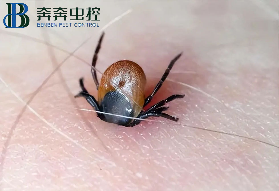 蜱蟲(chóng)是什么？如何預(yù)防蜱蟲(chóng)叮咬？