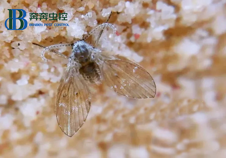 蛾蠓有什么危害？如何消滅蛾蠓