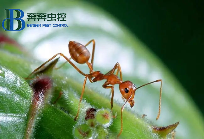 家里出現(xiàn)螞蟻怎么辦？要如何除根