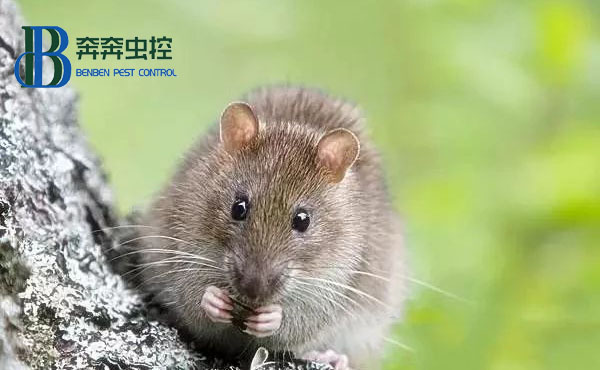 對付室內(nèi)老鼠，粘鼠板怎么用？