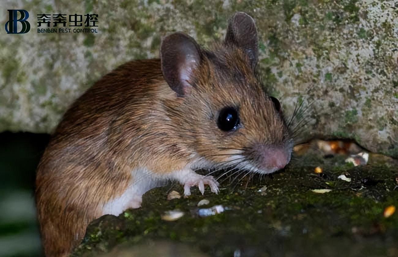 家里有老鼠不敢睡覺？