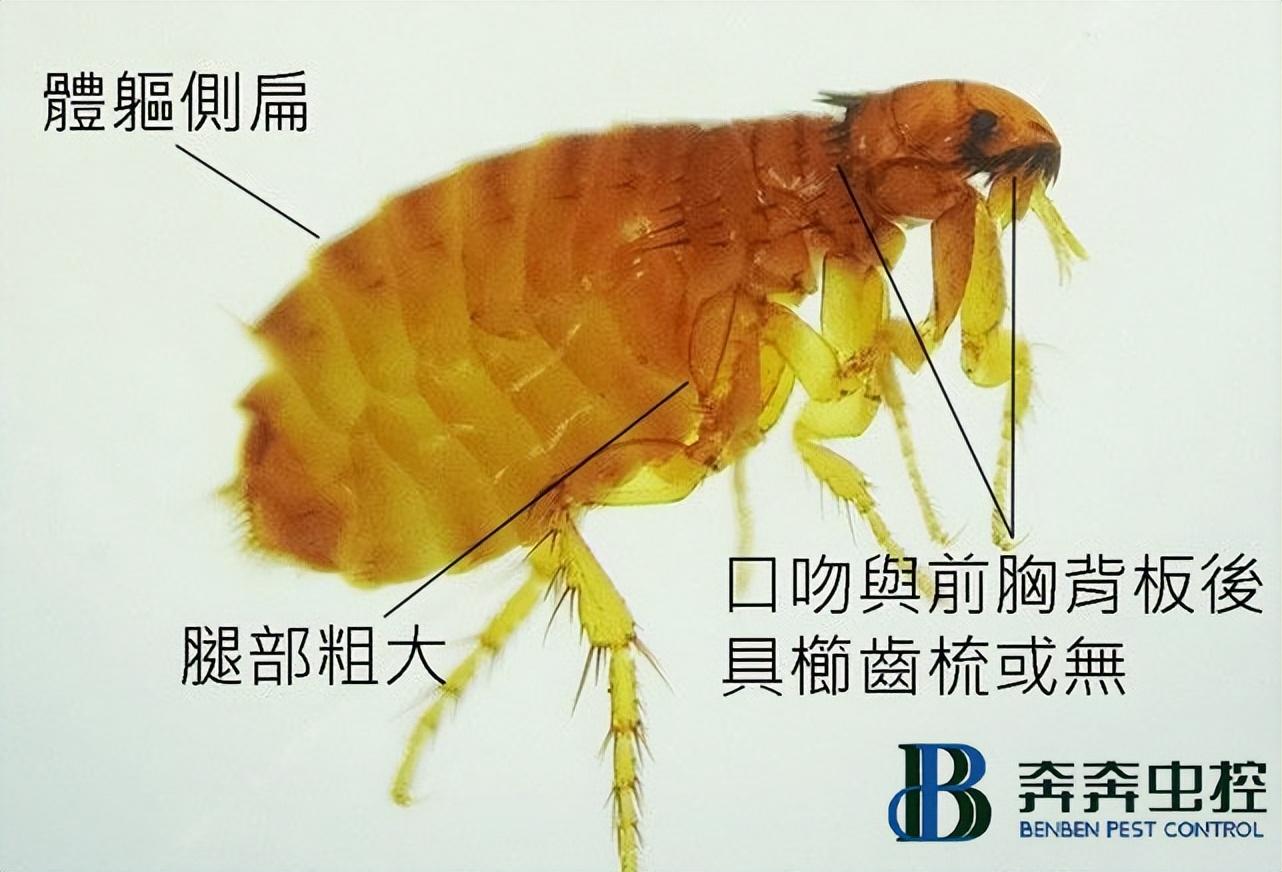 床上有跳蚤，有什么好的去除方法