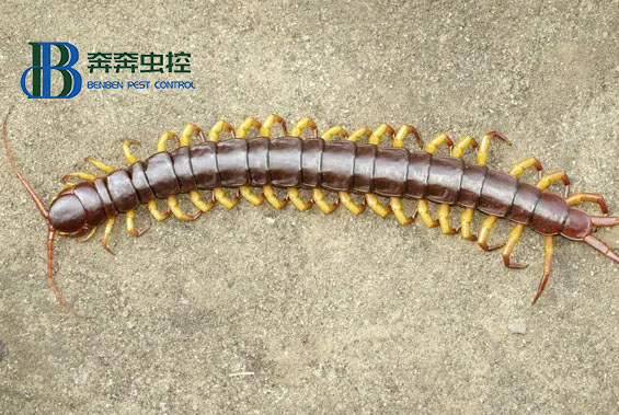 為什么不能踩死蜈蚣？