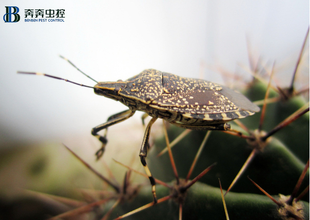 家里有臭蟲應(yīng)該怎么消滅呢？