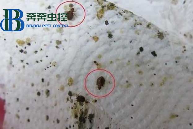 廚房的蟑螂怎么消滅？