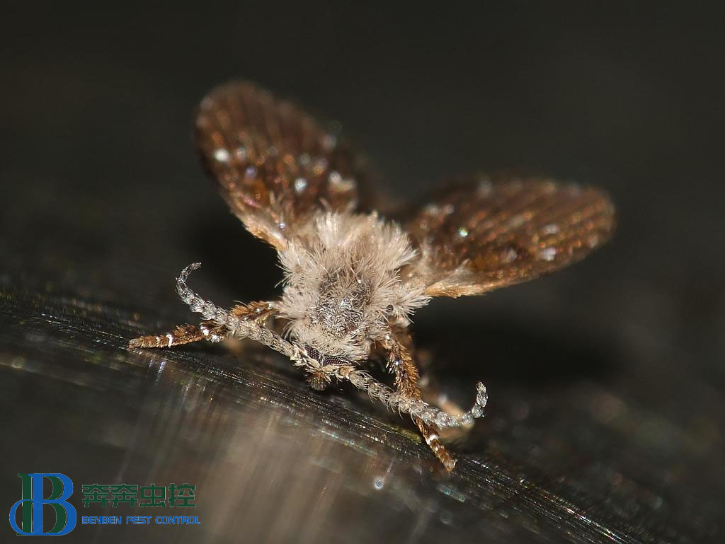 蟲控公司教你：消滅蛾蠓最佳方法