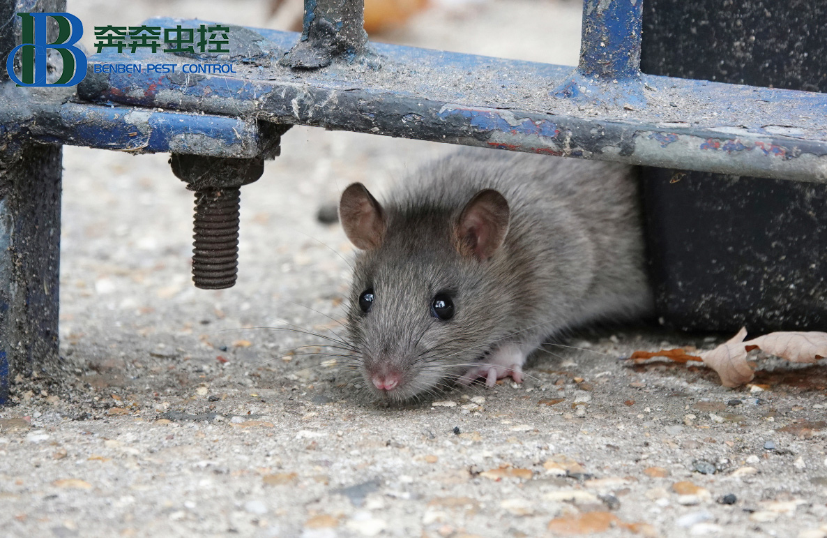 老鼠冬眠嗎？數(shù)量會大量的減少嗎？