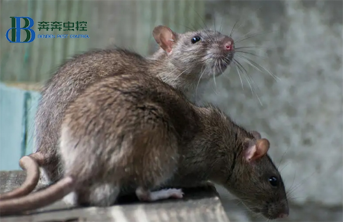 如何判斷家里有沒有老鼠？這些信號給您提示！