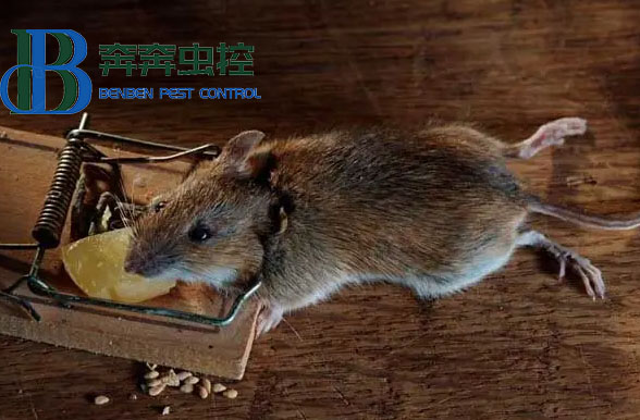 暖氣管道內(nèi)的老鼠怎么清除？