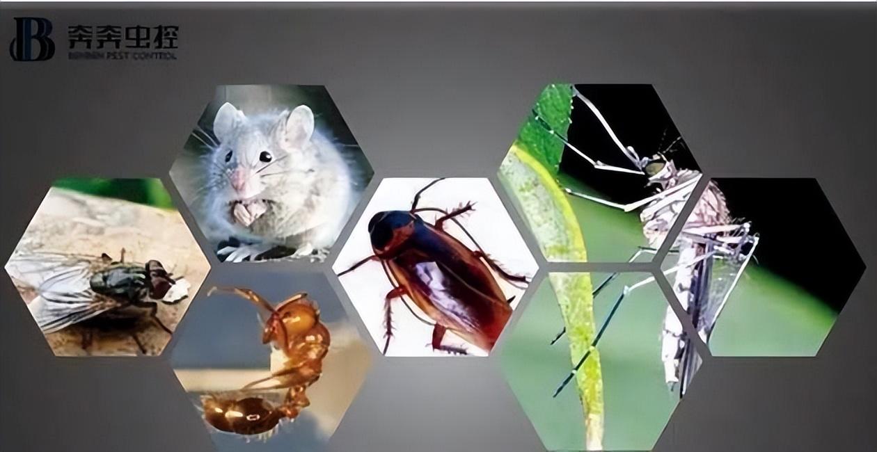 除滅四害應(yīng)該怎么做？方法有哪些？