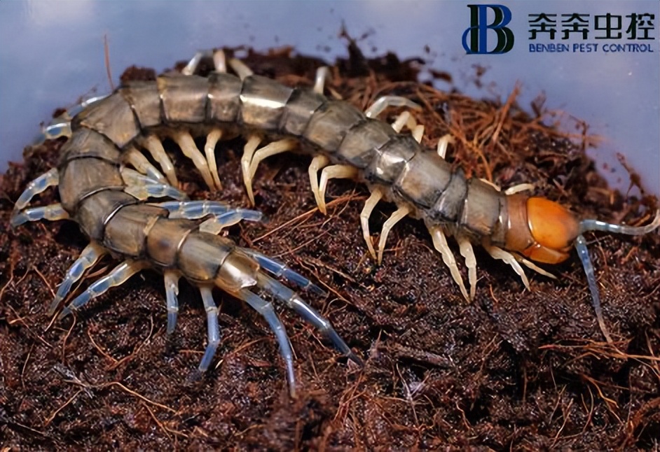 遇到蜈蚣該如何進(jìn)行防治？