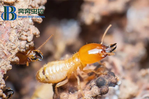 白蟻的預(yù)防方法和防治措施