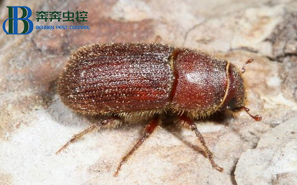 如何消滅&ldquo;木老虎&rdquo;粉蠹蟲(chóng)？