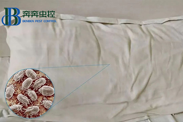 曬被子到底能不能殺死螨蟲(chóng)？如何除螨最有效？