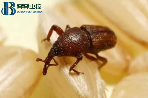 儲(chǔ)糧害蟲(chóng)之米象