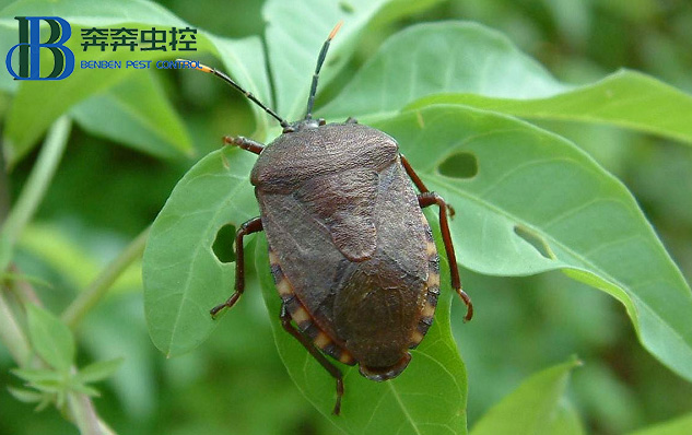 如何防治椿象？