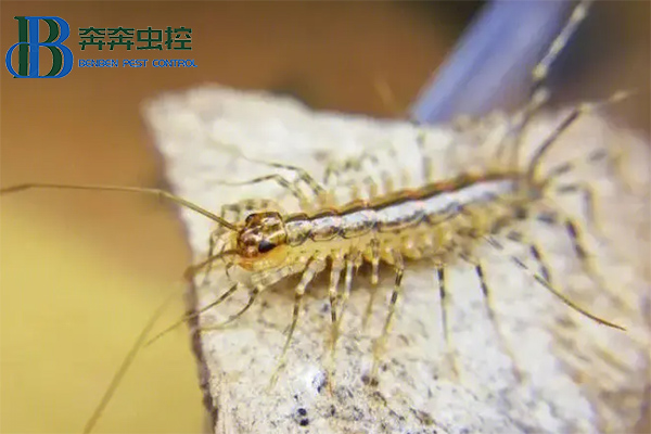 家里出現(xiàn)蚰蜒怎么去除？