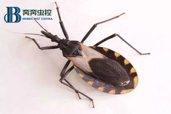 錐蝽到底是什么蟲？