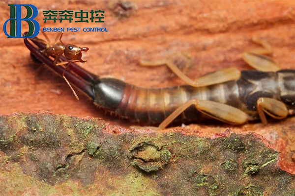 蠼螋來襲，怎么破？