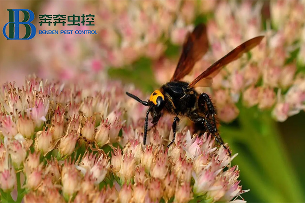 警惕胡蜂！碰到胡蜂該咋辦？