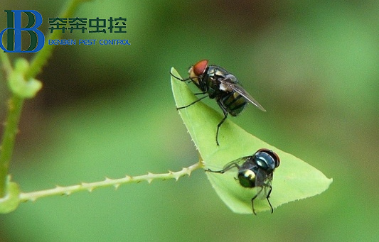 蒼蠅為什么要搓手？