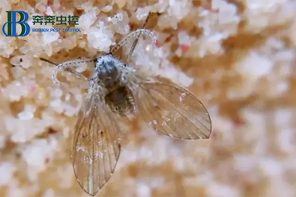 衛(wèi)生間里來了蛾蠓怎么辦？