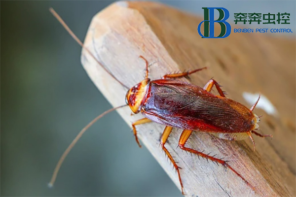 蟑螂的危害及消滅方法？