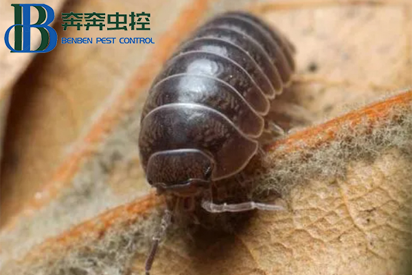 鼠婦習性特征及防治方法