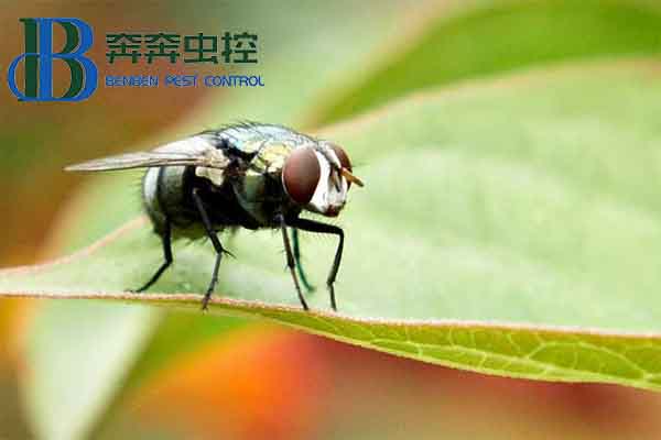 廚房蒼蠅要怎么去除