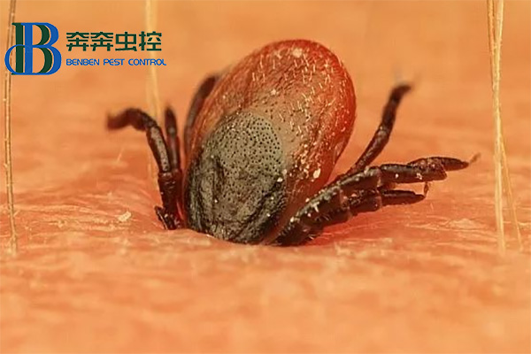 夏日注意蜱蟲的侵害！