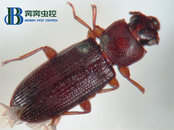 谷盜的生活習性及綜合防治