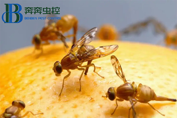 果蠅怎么消滅才能最有效呢？