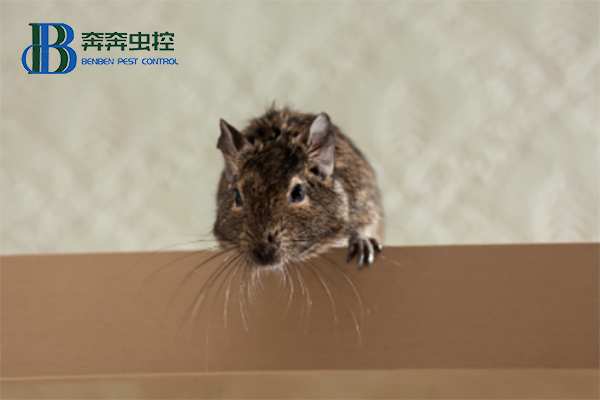 家里有老鼠入侵，家庭如何滅鼠？