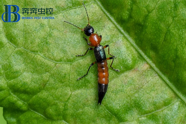 夏日蚊蟲多，小心隱翅蟲！